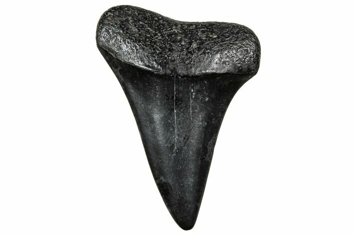 Fossil Broad-Toothed Mako Tooth - South Carolina #328941